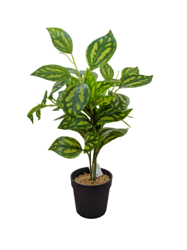 PLANTA 36CM - Imagen 2